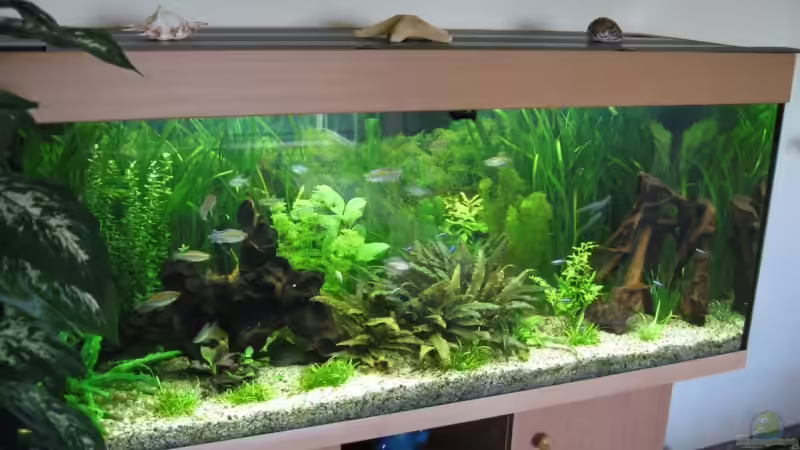 Aquarium am 21.06.2005 von Zahnkarpfen- Fee (2)