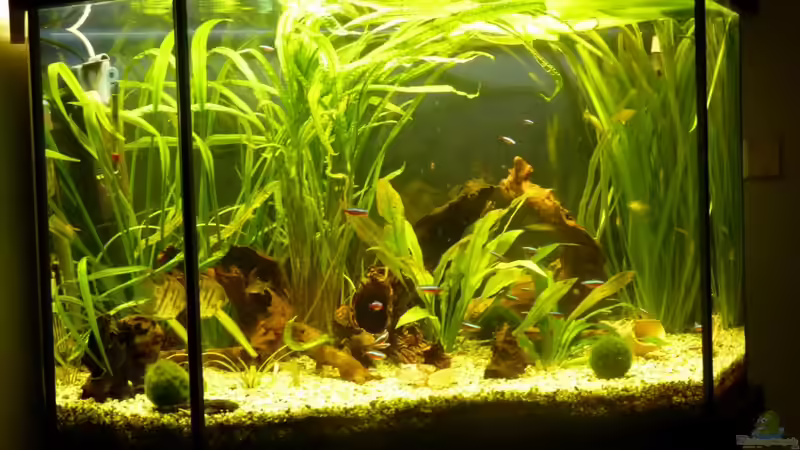 Aquarium am 22.11.2010 von Josef Braun (1)