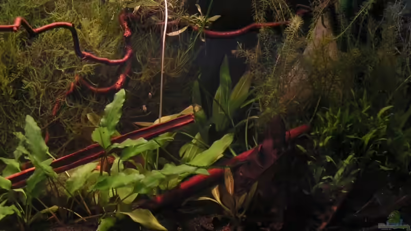 Aquarium am 22.3.2009 von Peggy (1)