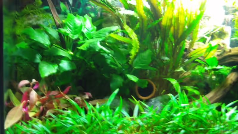 Aquarium am 23.02.08 von Aquarienfreund44 (7)