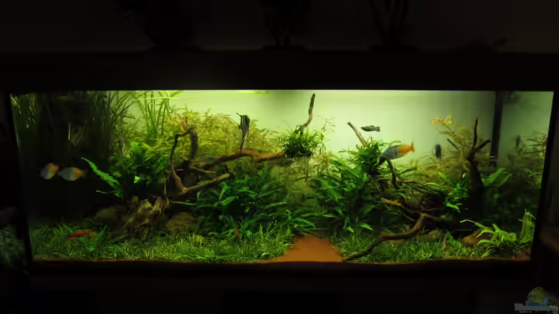 Aquarium am 23.02.2012 von Zahnkarpfen- Fee (13)