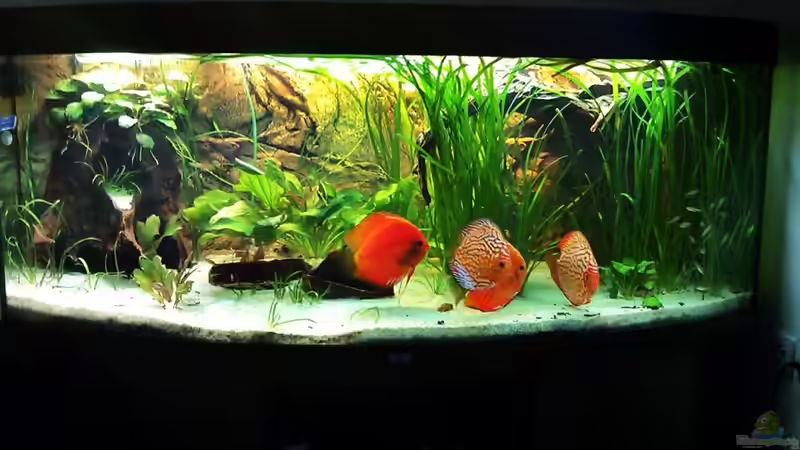 Aquarium am 24.09.2011 von LockHeed (3)