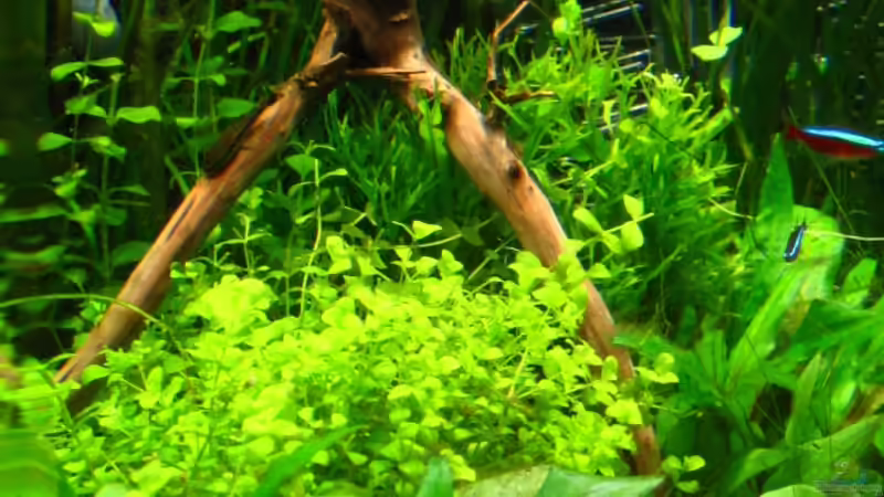 Aquarium am 24.8.2010 von AquaTropica CGN (11)