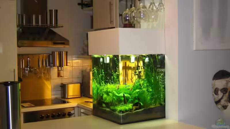 Aquarium am 24.8.2010 von AquaTropica CGN (6)