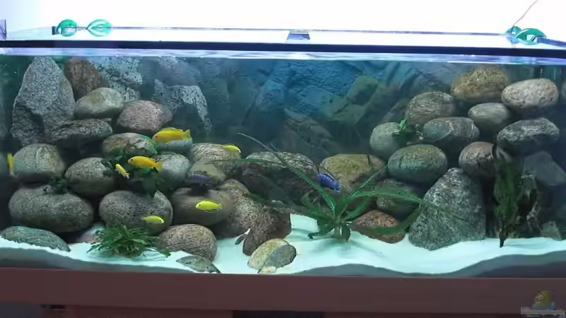 Aquarium am 25.05.2009 von Malawi TOM (21)