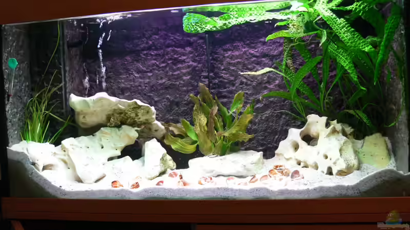 Aquarium am 25.09.2012 von DominikZ (8)