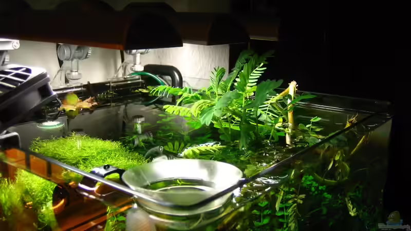 Aquarium am 25.7.2010 von AquaTropica CGN (15)