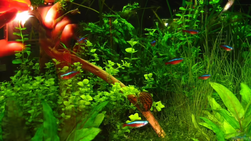 Aquarium Grundlagenwissen