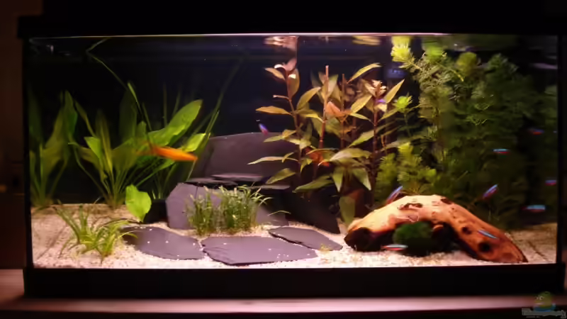 Aquarium am 25.März 2009 Front von Bege (1)