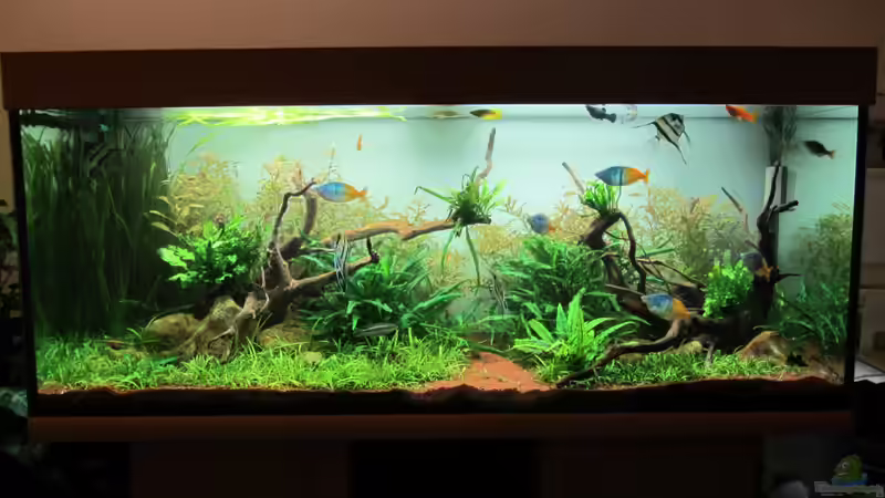 Aquarium am 26.01.2012 von Zahnkarpfen- Fee (10)