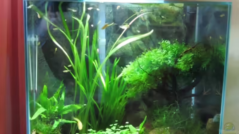 Aquarium am 26.01.2012 von Zahnkarpfen- Fee (6)