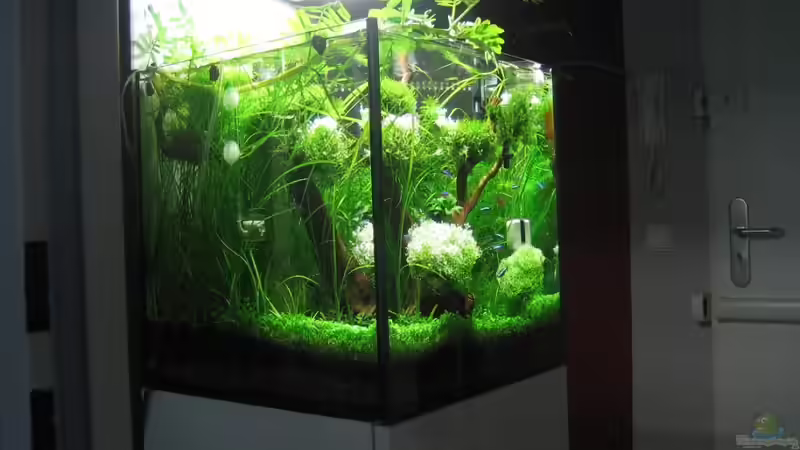 Aquarium am 26.11.2010 von AquaTropica CGN (2)