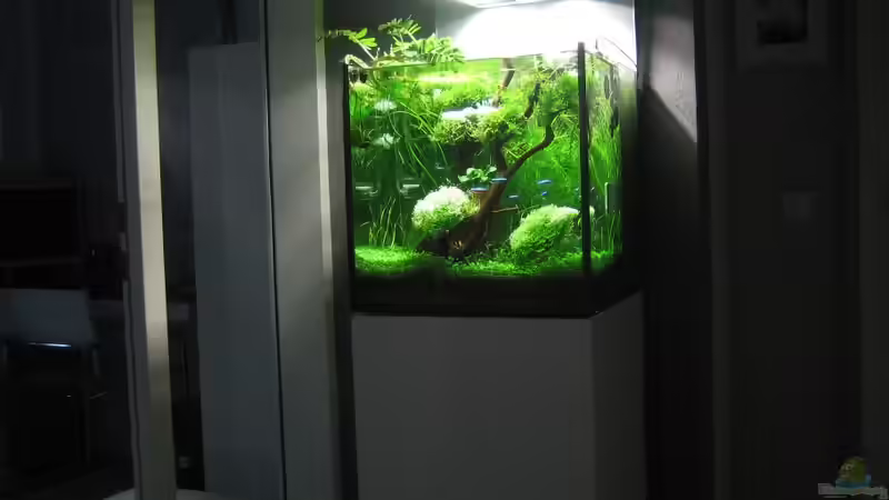 Aquarium am 26.11.2010 von AquaTropica CGN (4)