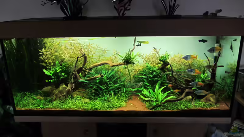 Aquarium am 31.01.2012 von Zahnkarpfen- Fee (11)