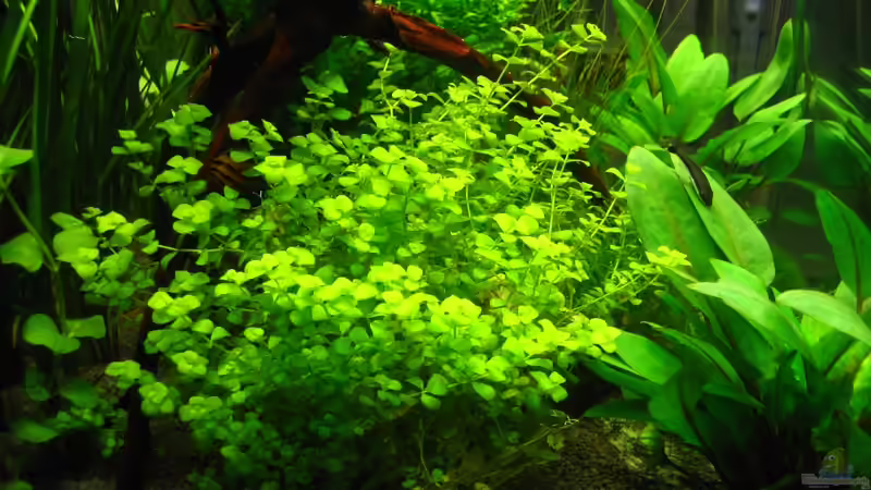 Aquarium am 4.7.2010 von AquaTropica CGN (8)