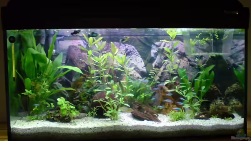 Aquarium am 9.09.2008 von bjoern (1)