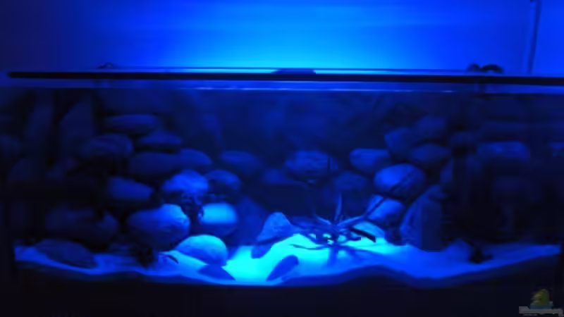 Aquarium am Abend 1 von Malawi TOM (14)