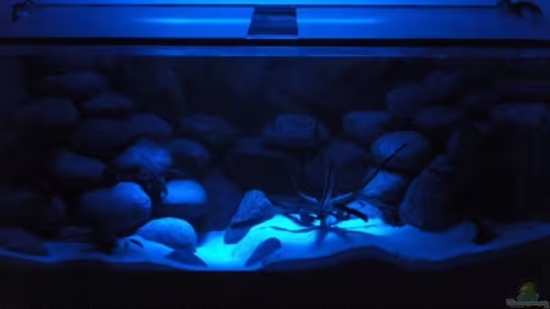 Aquarium am Abend 3 von Malawi TOM (16)