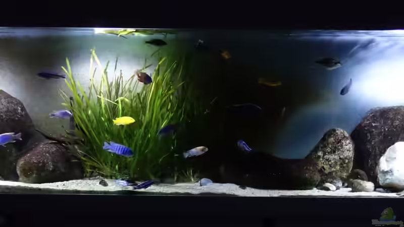 Aquarium am Abend von Tristan (2)