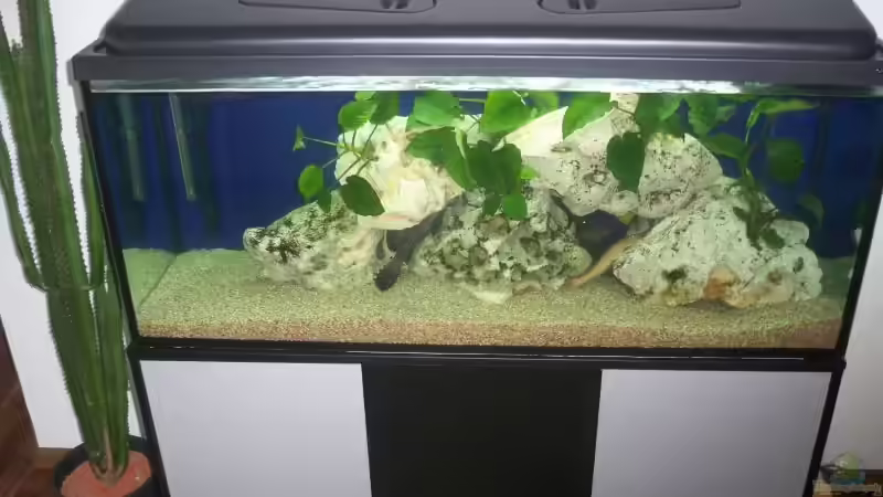 Aquarium (am Anfang) von Anderl M. (1)