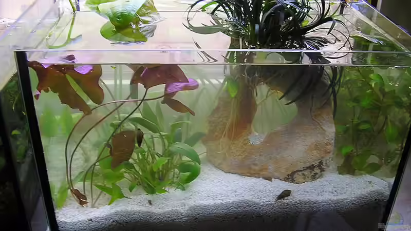 Aquarium Am Fensterbrett I von mariajudyta (2)