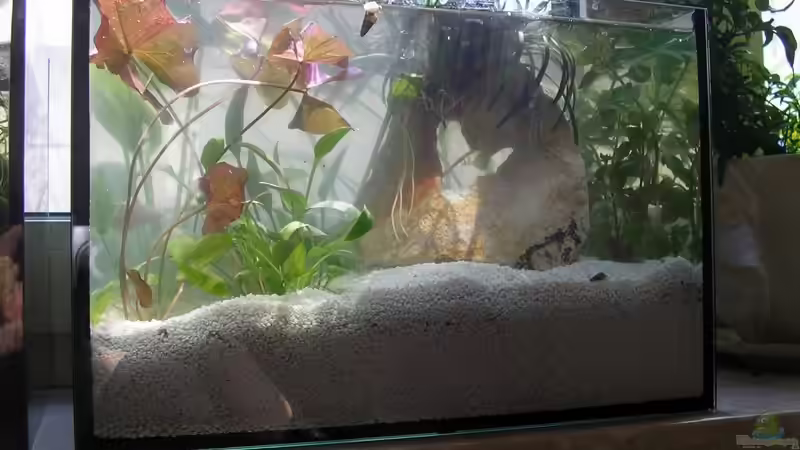 Aquarium Am Fensterbrett I von mariajudyta (3)