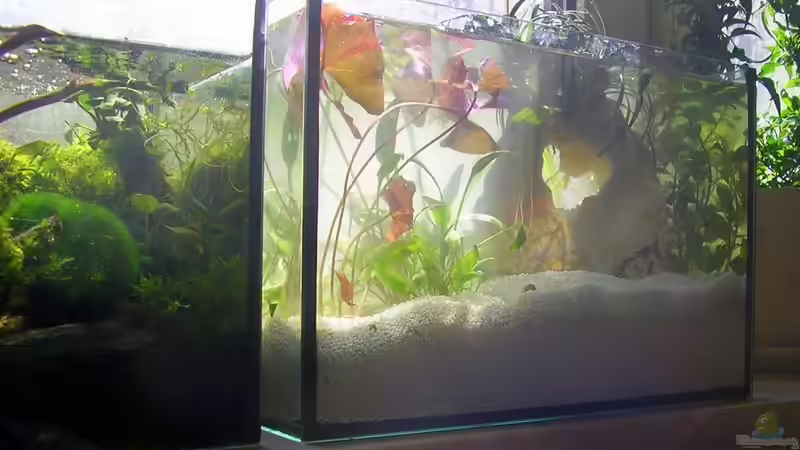 Aquarium Am Fensterbrett I von mariajudyta (4)