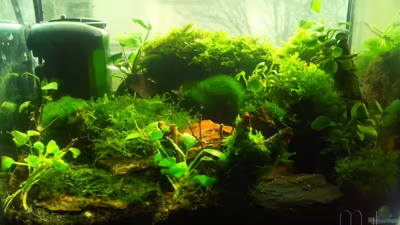 Aquarium Am Fensterbrett III von mariajudyta (3)