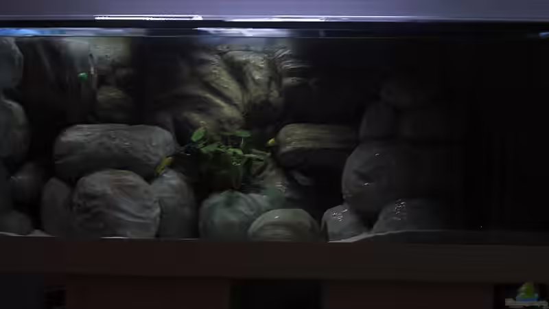 Aquarium am Morgen 1 von Malawi TOM (2)
