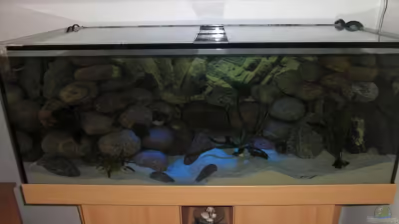 Aquarium am morgen 1 von Malawi TOM (6)