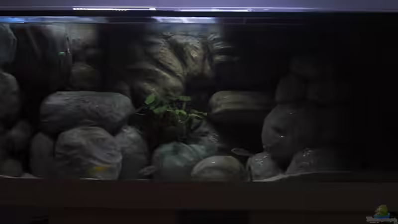 Aquarium am Morgen 2 von Malawi TOM (3)