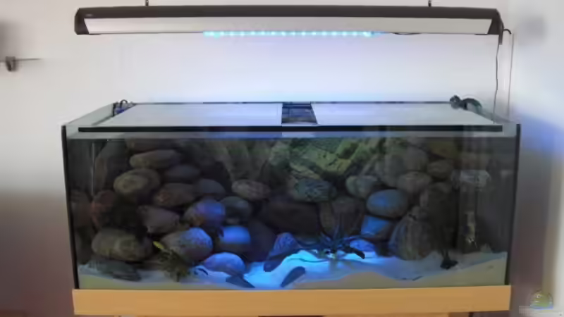 Aquarium am morgen 2 von Malawi TOM (7)