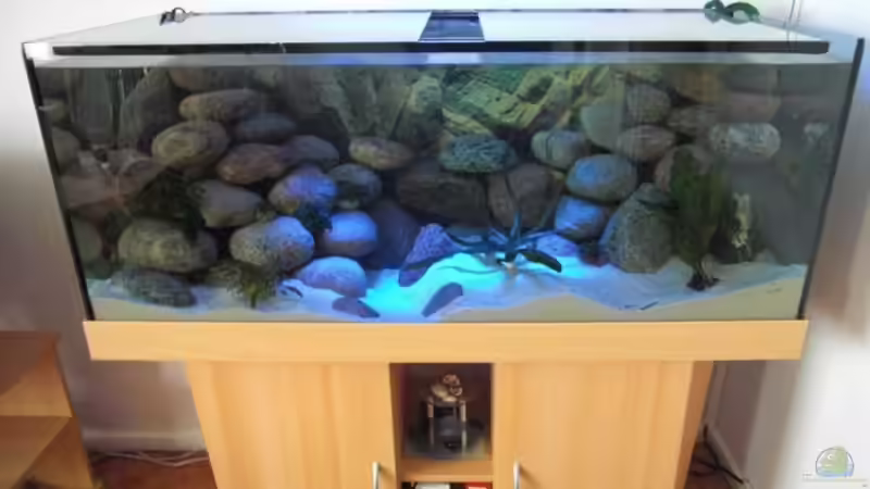 Aquarium am morgen 3 von Malawi TOM (8)