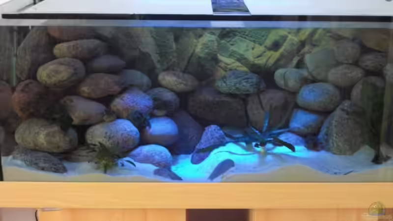 Aquarium am morgen 4 von Malawi TOM (9)