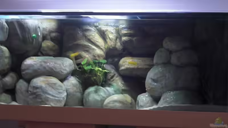 Aquarium am Tag 2 von Malawi TOM (8)