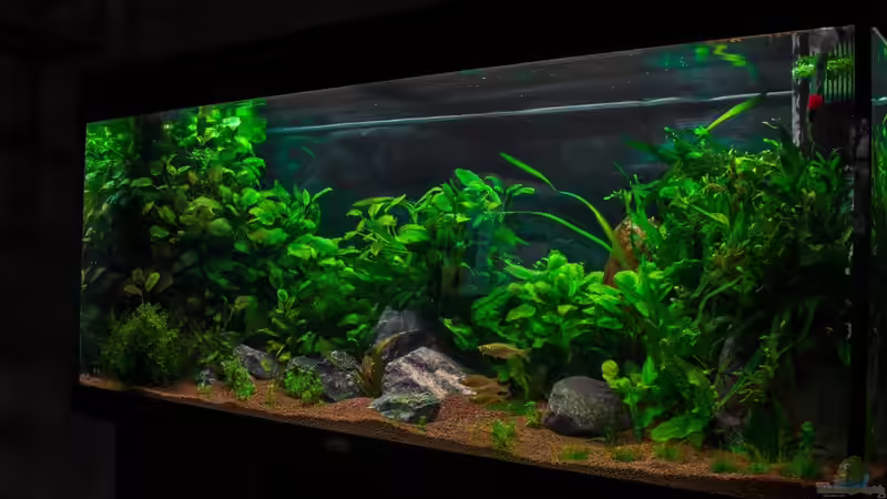 Aquarium Am Ufer von Burkhard Zager (11)