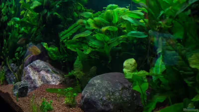 Aquarium Am Ufer von Burkhard Zager (13)