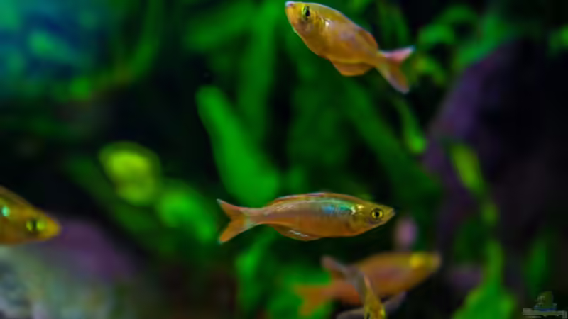 Aquarium Am Ufer von Burkhard Zager (14)