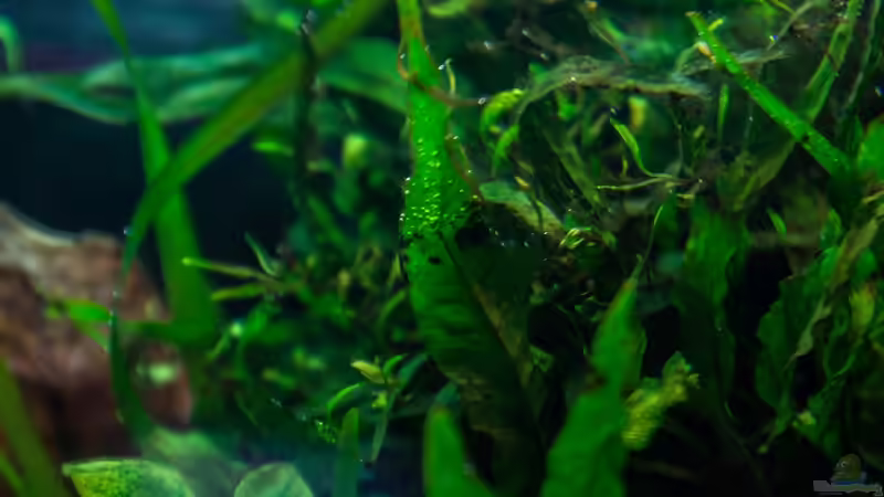 Aquarium Am Ufer von Burkhard Zager (16)