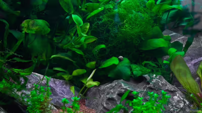 Aquarium Am Ufer von Burkhard Zager (17)