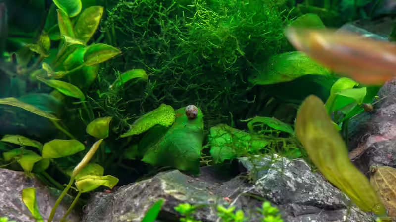 Aquarium Am Ufer von Burkhard Zager (18)