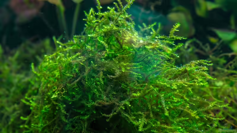 Aquarium Am Ufer von Burkhard Zager (19)