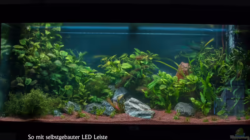 Aquarium Am Ufer von Burkhard Zager (2)