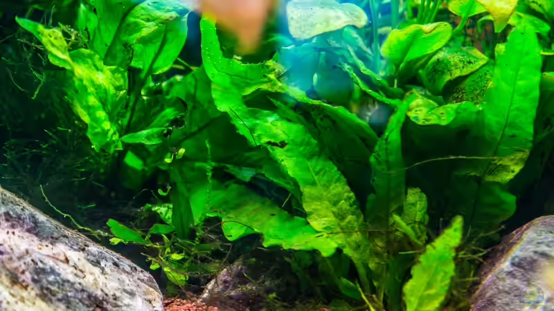 Aquarium Am Ufer von Burkhard Zager (20)