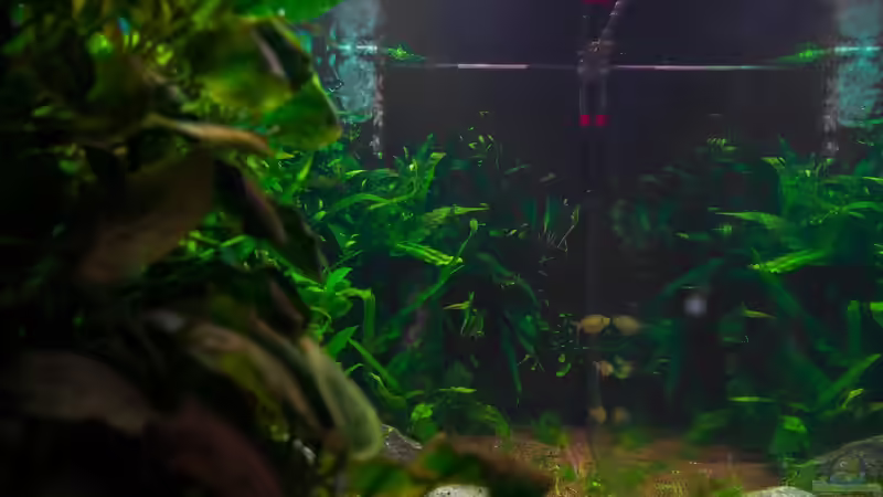 Aquarium Am Ufer von Burkhard Zager (3)