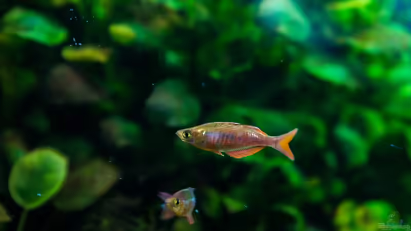 Aquarium Am Ufer von Burkhard Zager (4)