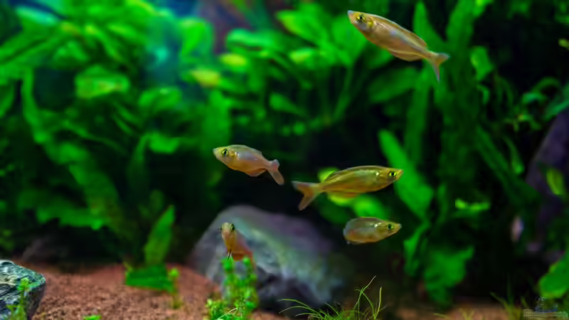 Aquarium Am Ufer von Burkhard Zager (5)