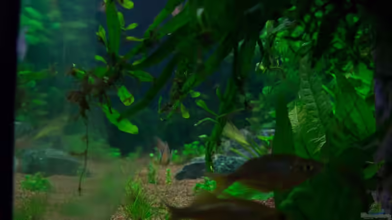 Aquarium Am Ufer von Burkhard Zager (6)