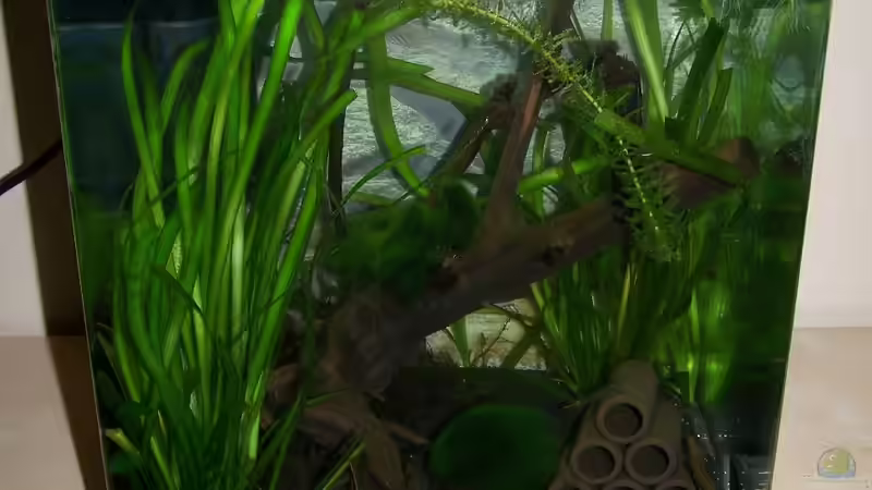 Aquarium Amanos und Atyas von schnitzler (2)