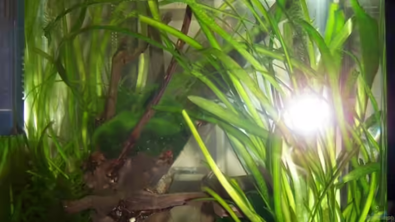 Aquarium Amanos und Atyas von schnitzler (4)